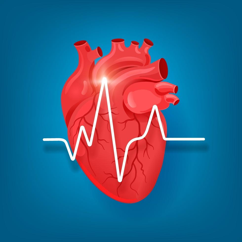 Human heart with palpitations. The heart with the venous system. vector