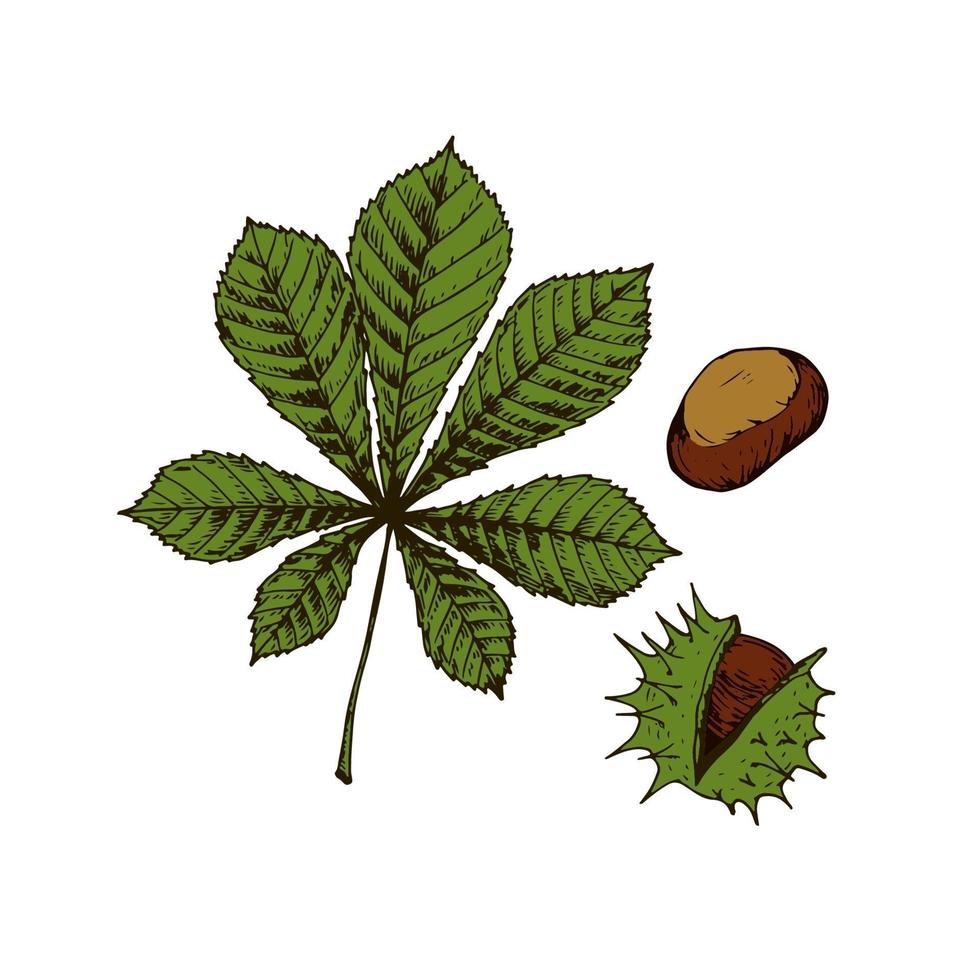 Hand drawn chestnut isolated vector