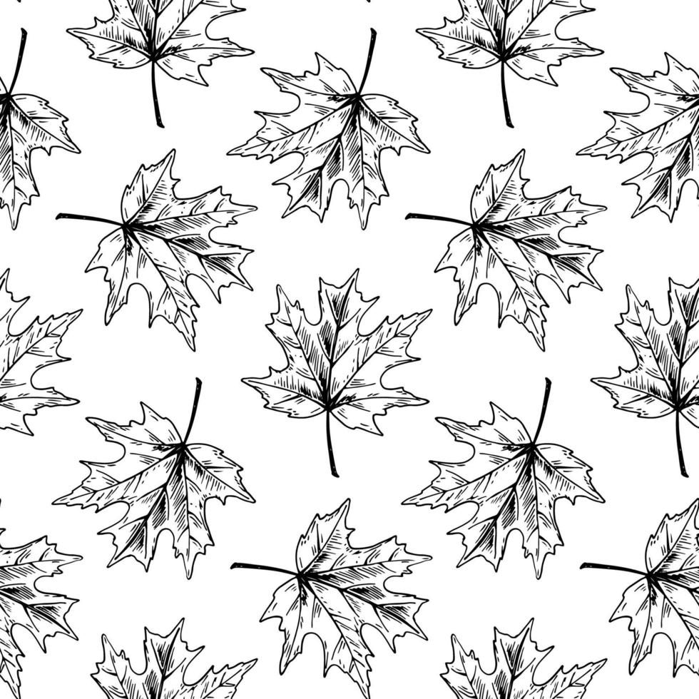 Botanical seamless pattern with maple leaves vector