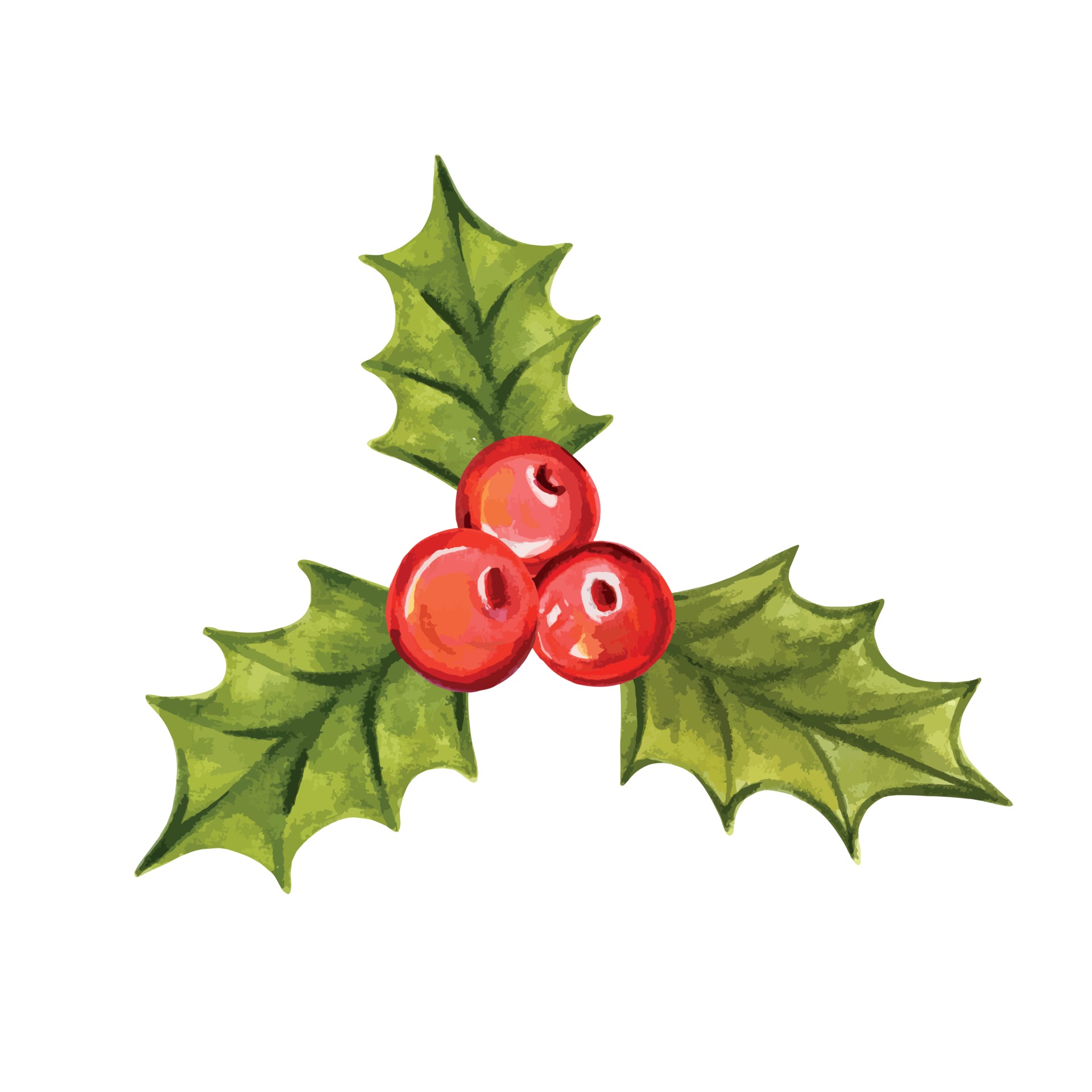 Holly branch vector illustration. Christmas Holly berries 3418139 Vector Art at Vecteezy