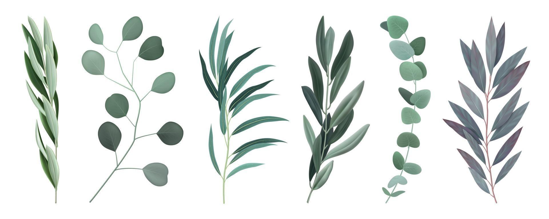 Realistic Eucalyptus Branches Set vector