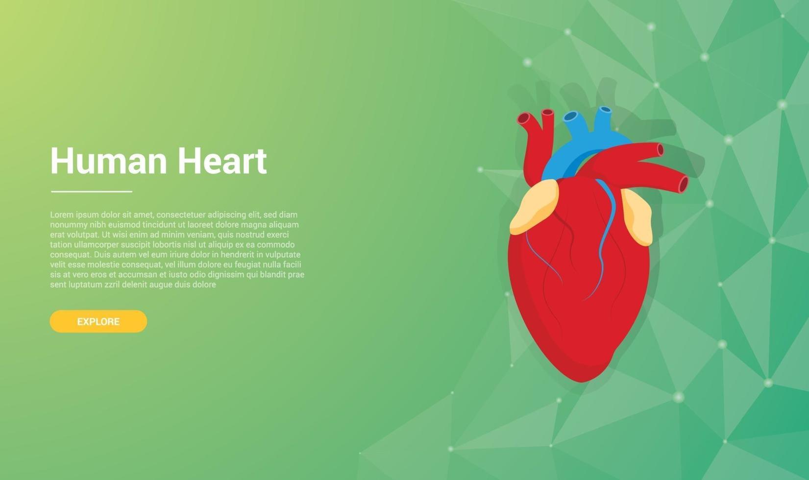 diseño de fondo de papel tapiz de plantilla de corazón humano vector