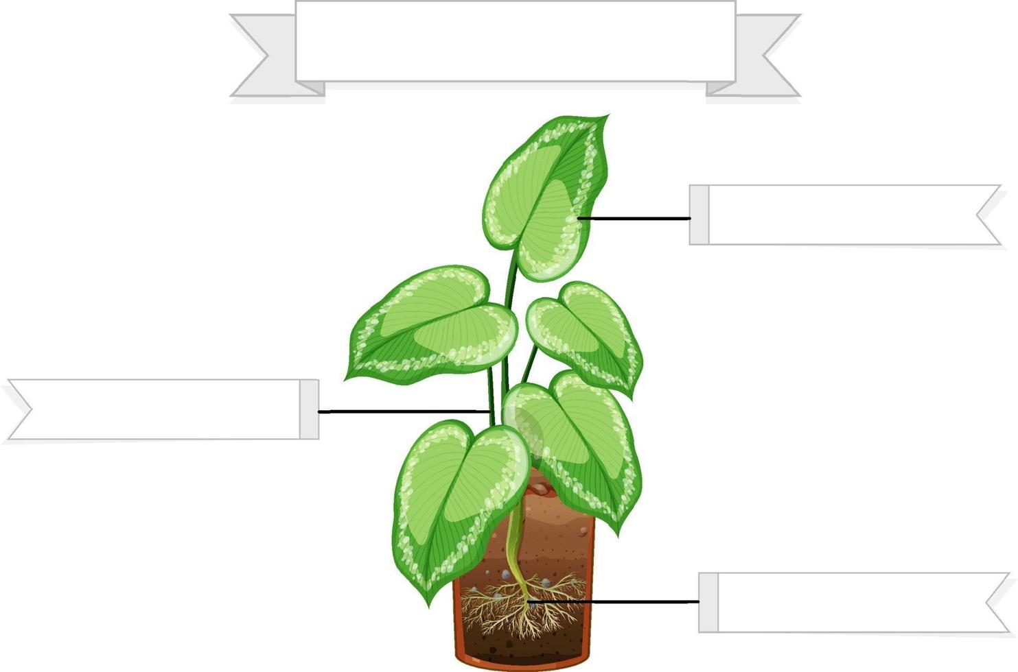 escribir partes de una hoja de trabajo de plantas para niños vector