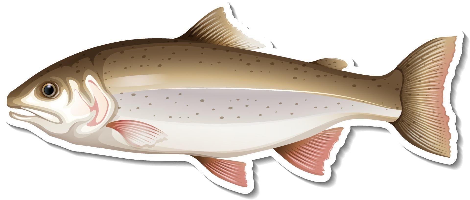 Salmon fish cartoon sticker vector