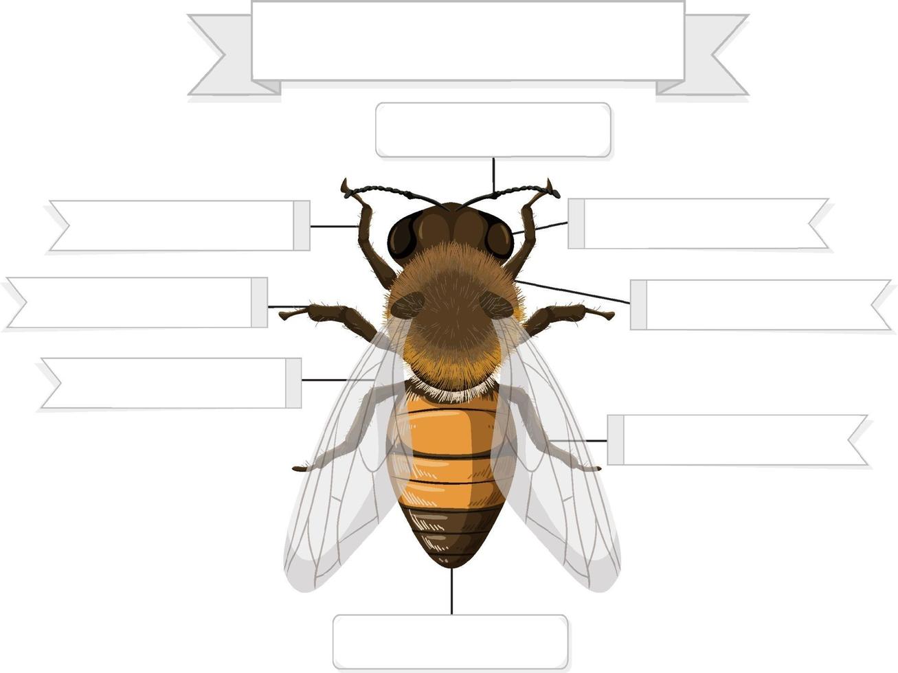 hoja de trabajo de anatomía externa de una abeja vector