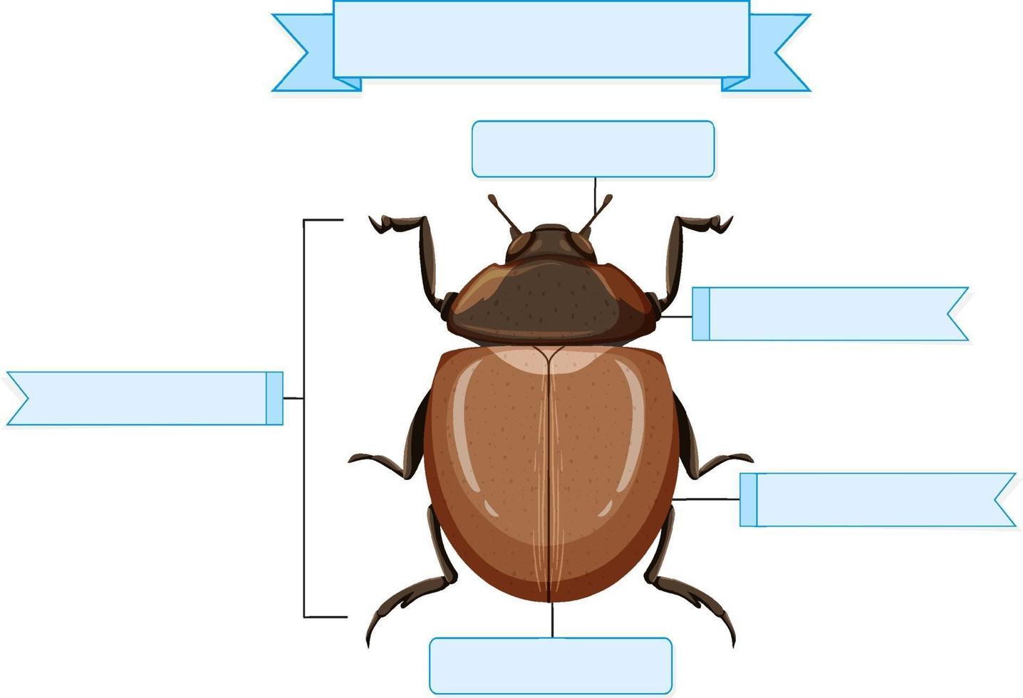 hoja de trabajo de anatomía externa de un escarabajo vector