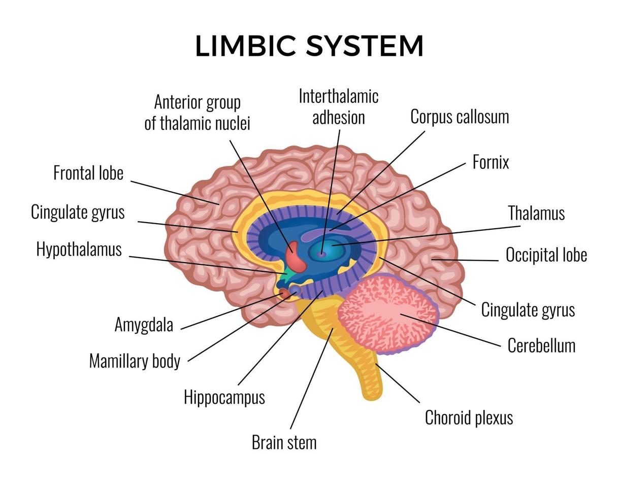 Brain Anatomy Infographics Illustration vector