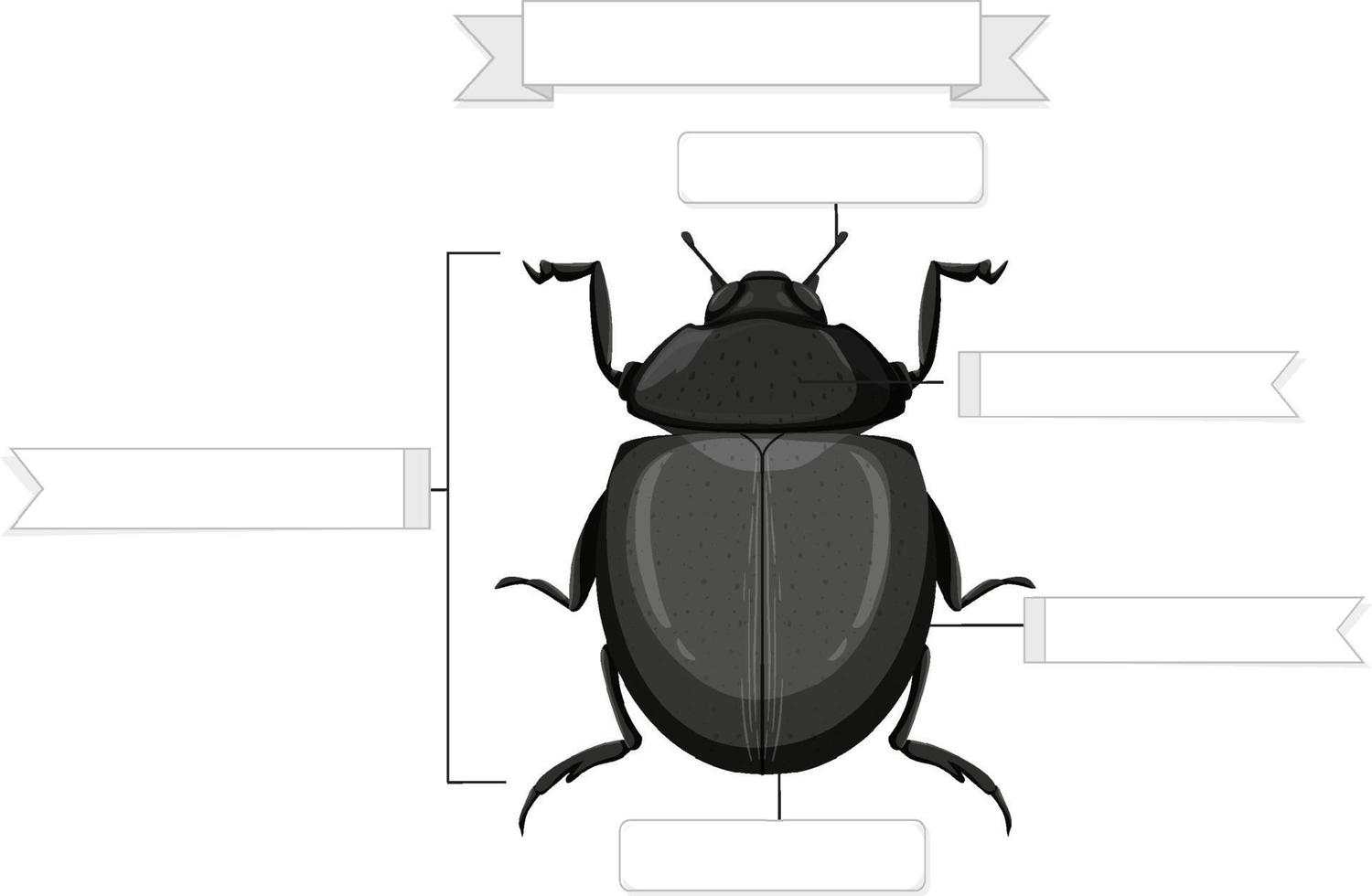 hoja de trabajo de anatomía externa de un escarabajo vector