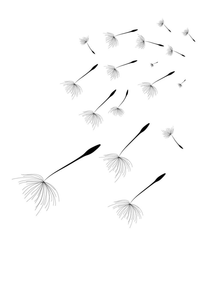 Abstract black dandelion, flying seeds of dandelion vector