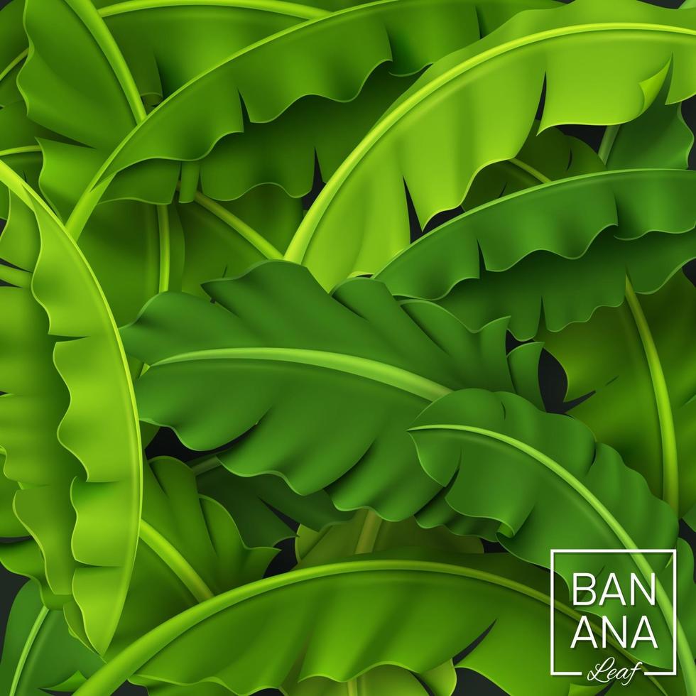 Banana Leaves Background, Green Tropical Leaf, Vector Illustration