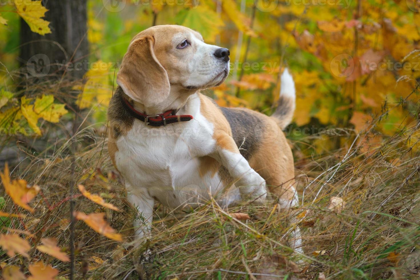 a beagle dog on a walk in an autumn park photo