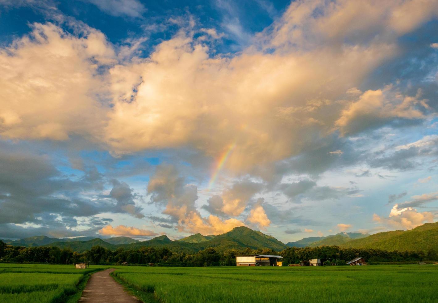 Campos verdes en temporada de lluvias y cielo azul arco iris sobre campo de arroz foto