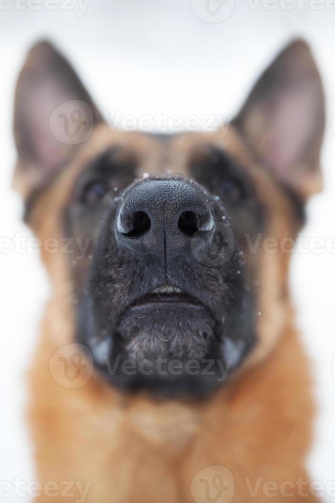 Photographed close-up nose of a large dog photo