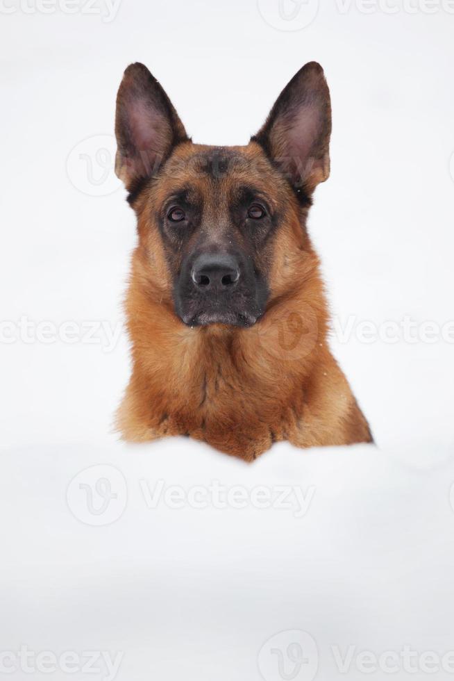 Cute shepherd looks out large snowdrift photo