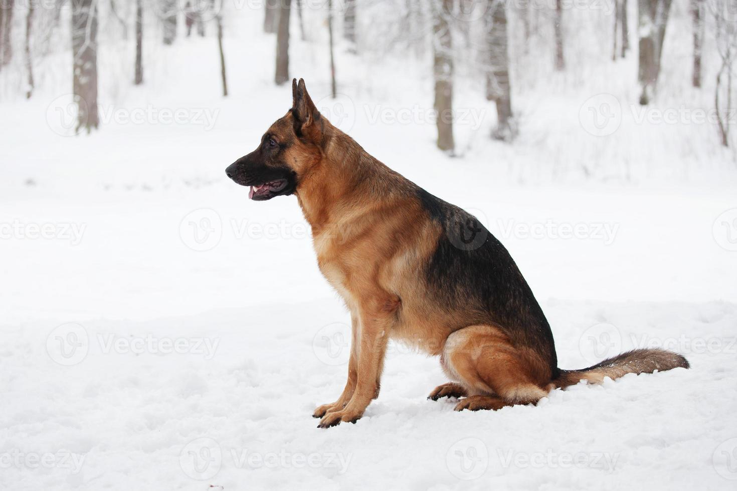 Large shepherd sitting in the snow winter day photo