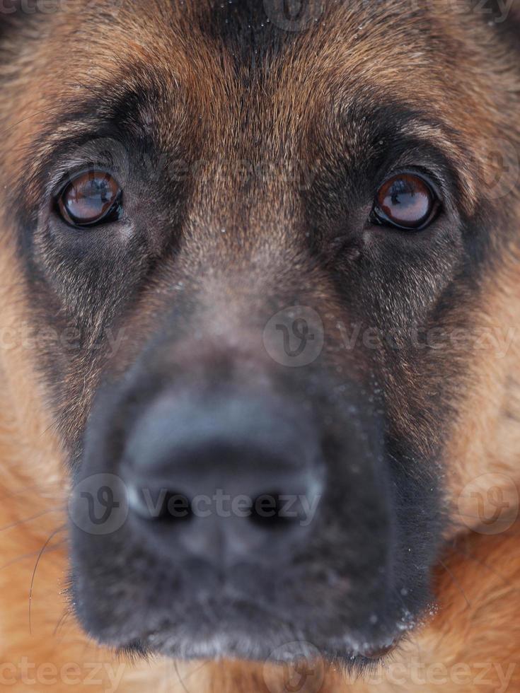 Close-up of red Shepherd photo