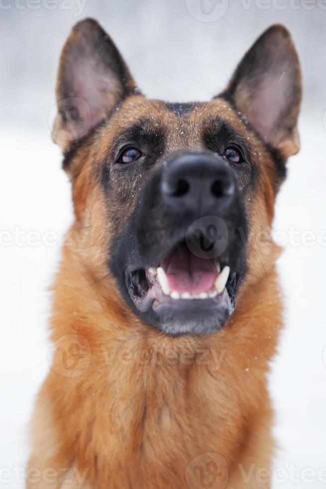 Shepherd breed dog sitting outdoors in winter photo