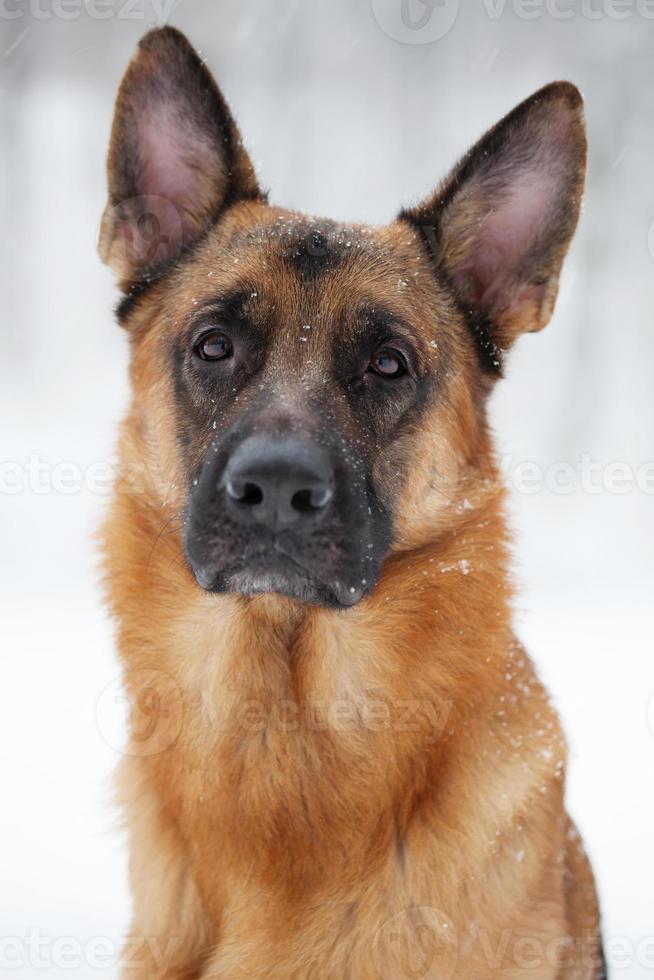 Muzzle redhead shepherd winter snow day photo