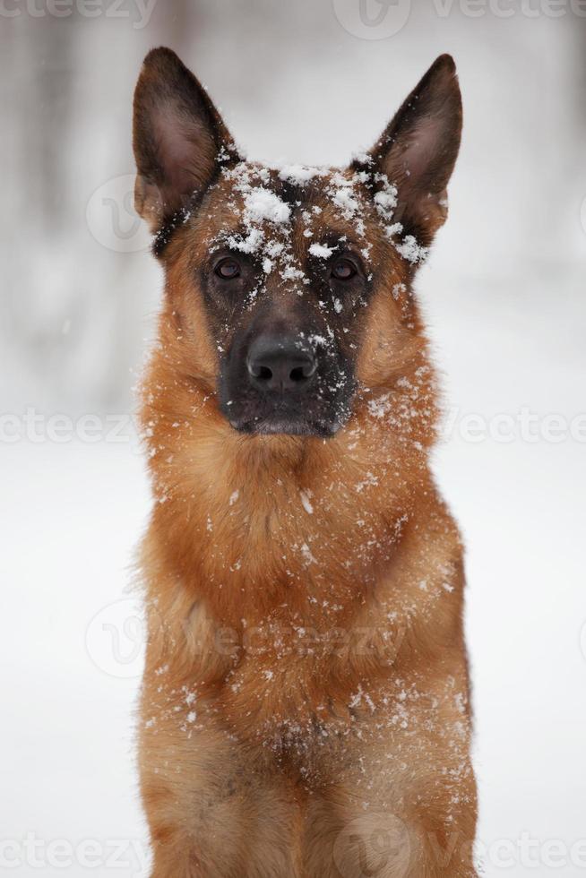 Shepherd sitting with the face in the snow photo