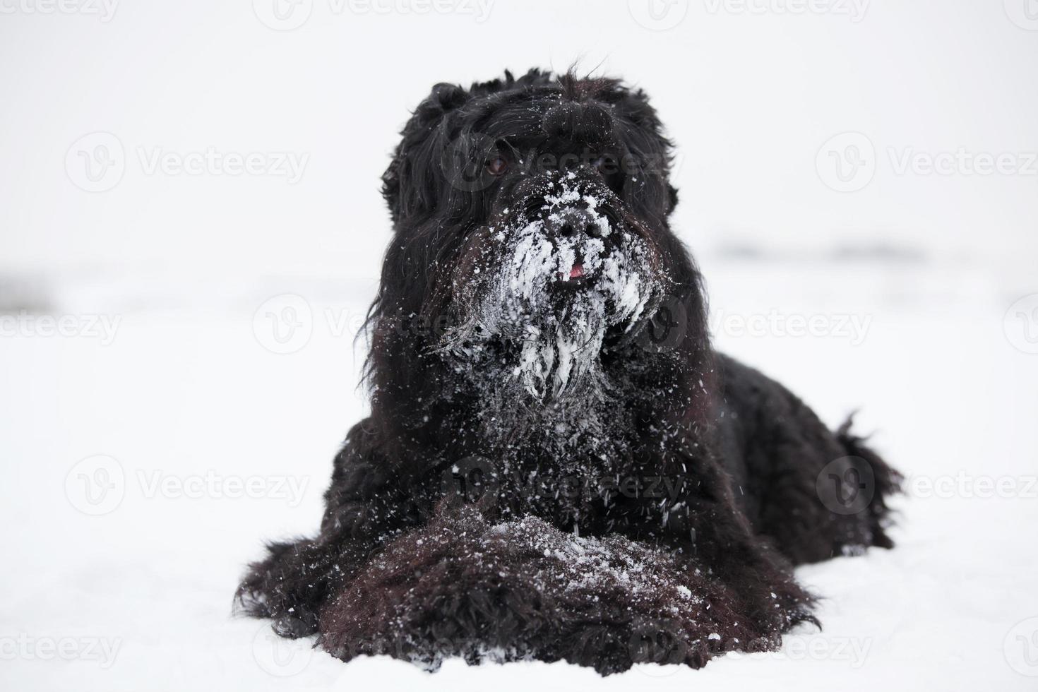 Big Black Terrier yace con su hocico cubierto de nieve. foto