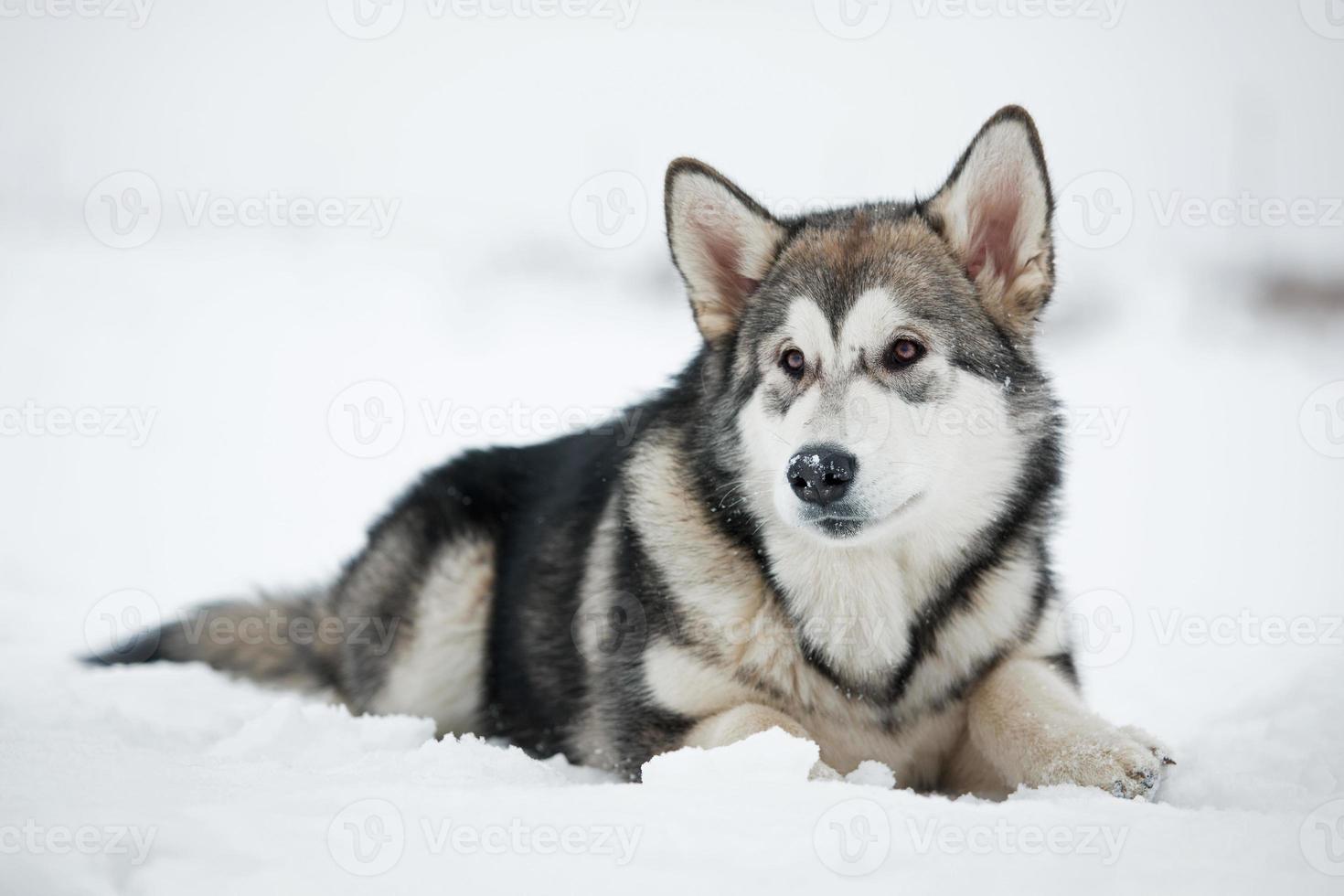 Alaskan Malamute puppy lying on the snow photo