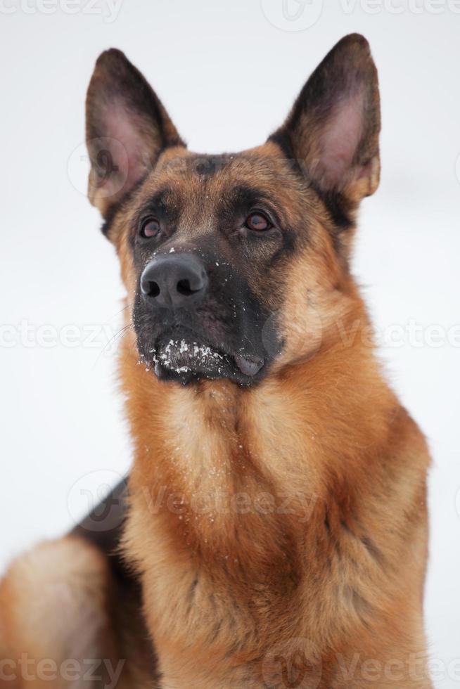 Pretty brown shepherd photo