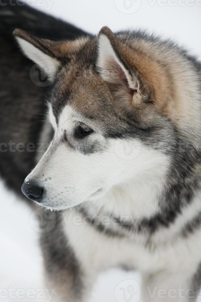 Cute Alaskan Malamute puppy photo