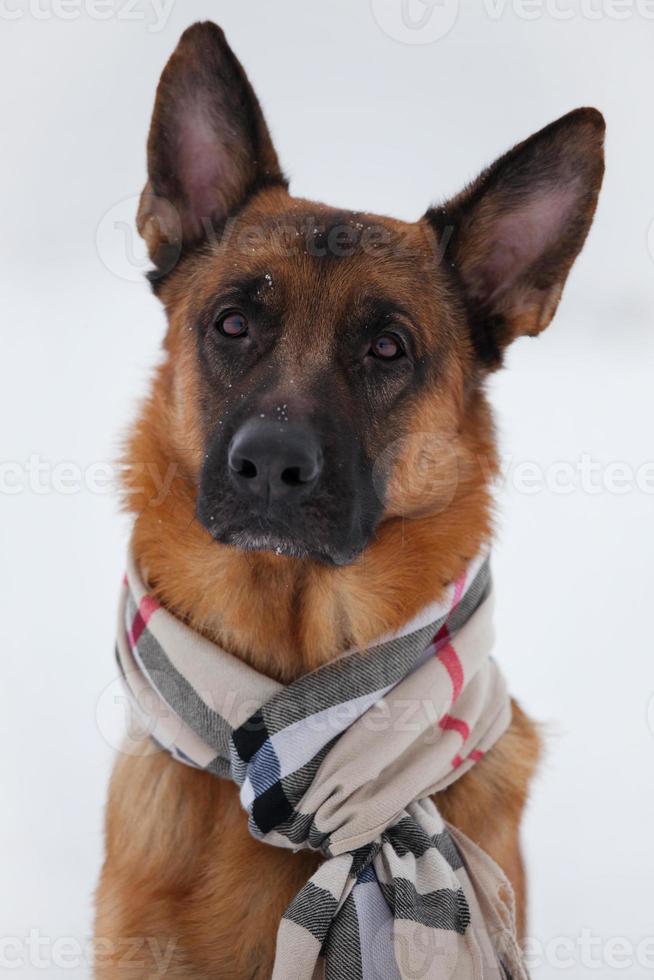 Pretty brown shepherd sitting in a scarf photo