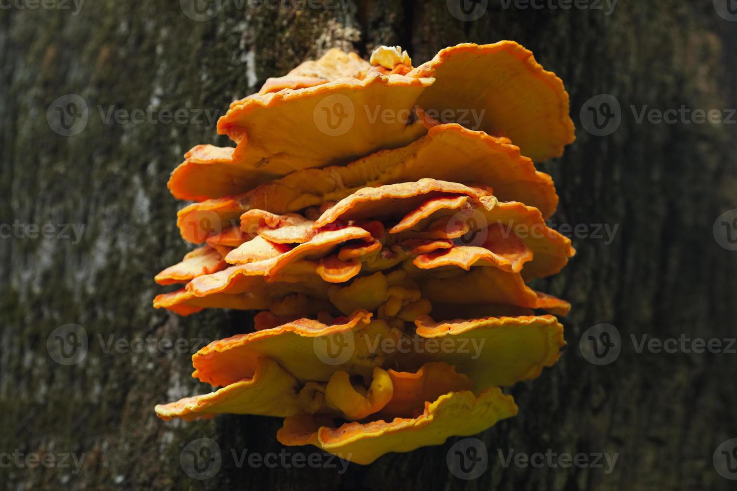 Several wood mushrooms photo