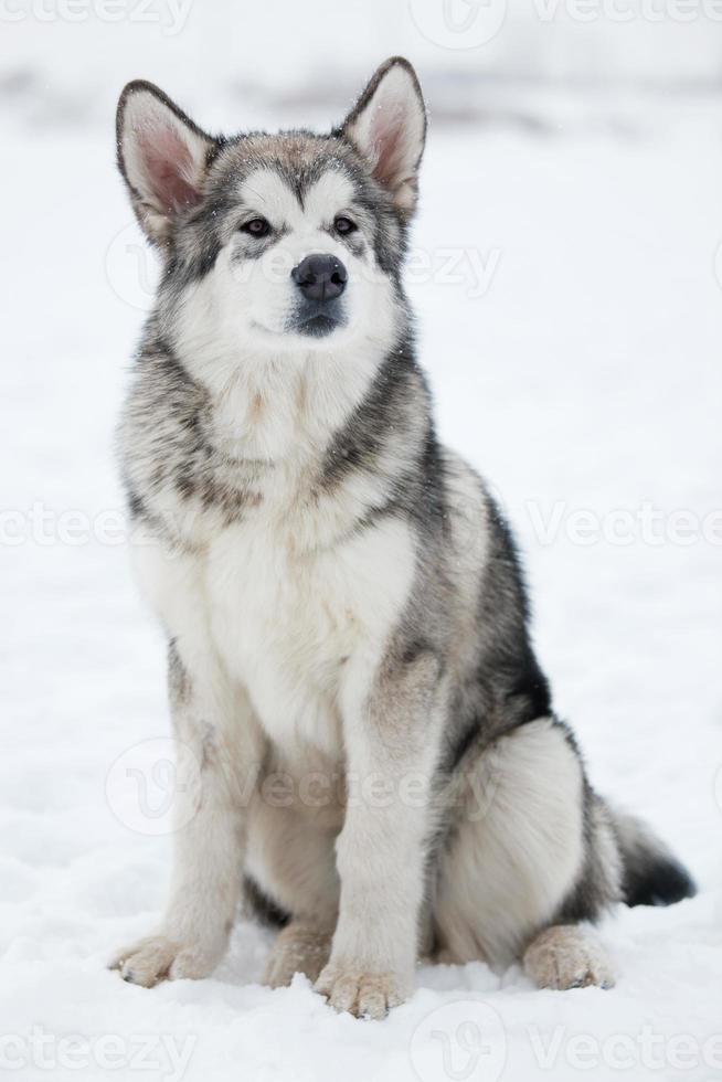 Alaskan Malamute looking into the distance photo