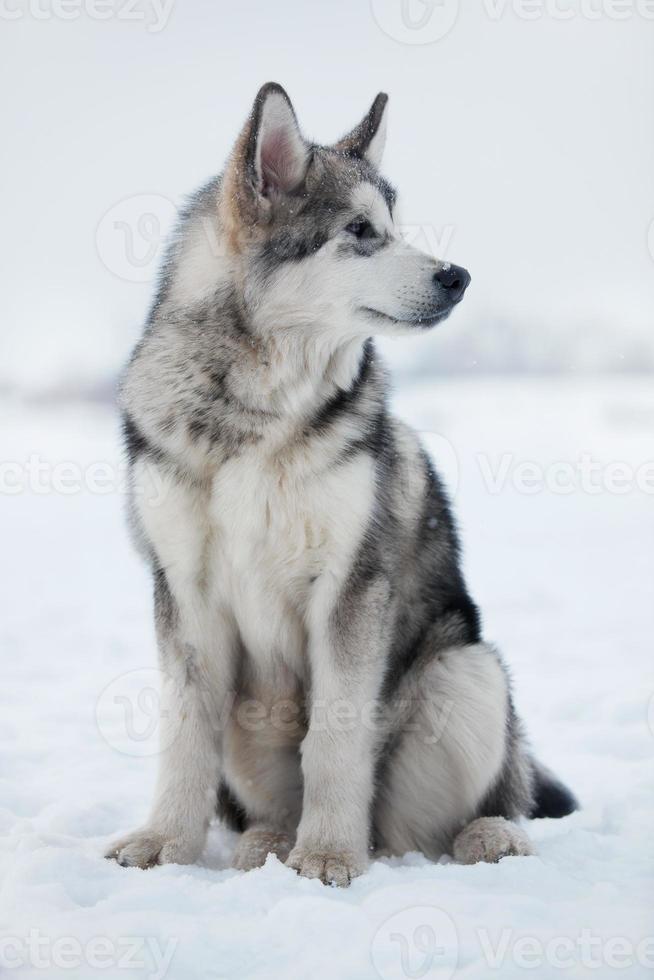 Husky puppy sitting in the snow photo