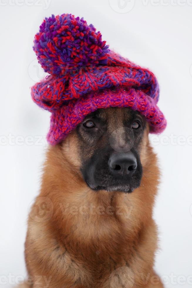 Shepherd sitting in a knitted hat photo