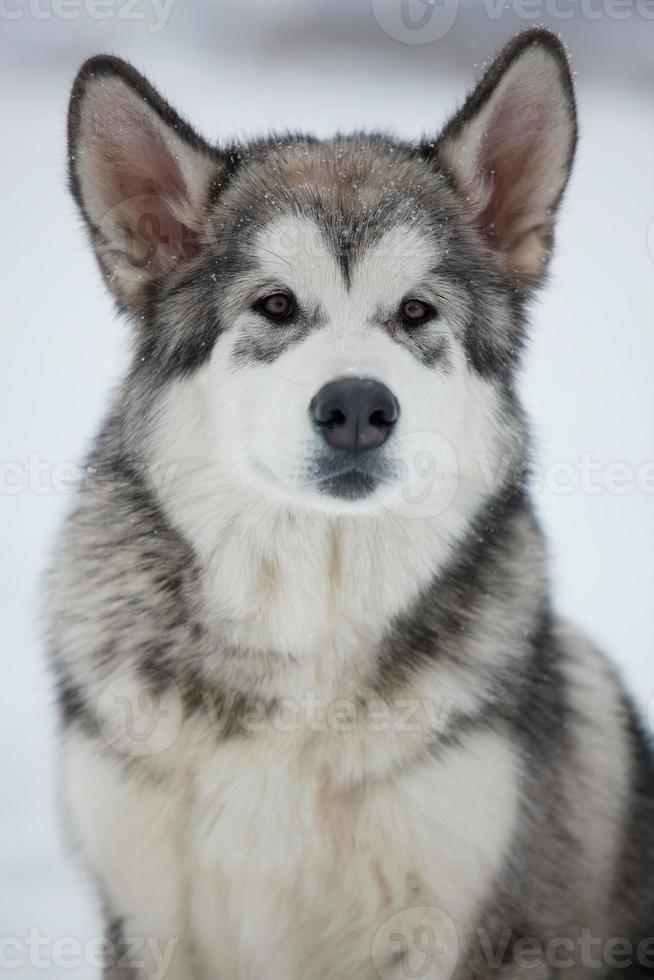 cachorro malamute de alaska foto