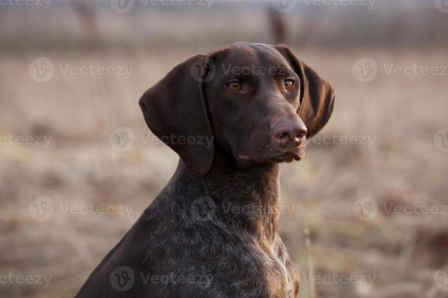 Hunting dog sits and stares ahead photo