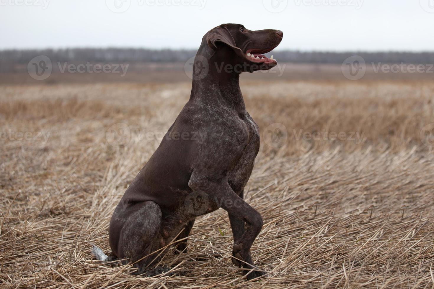 Pointer hunting dog photo