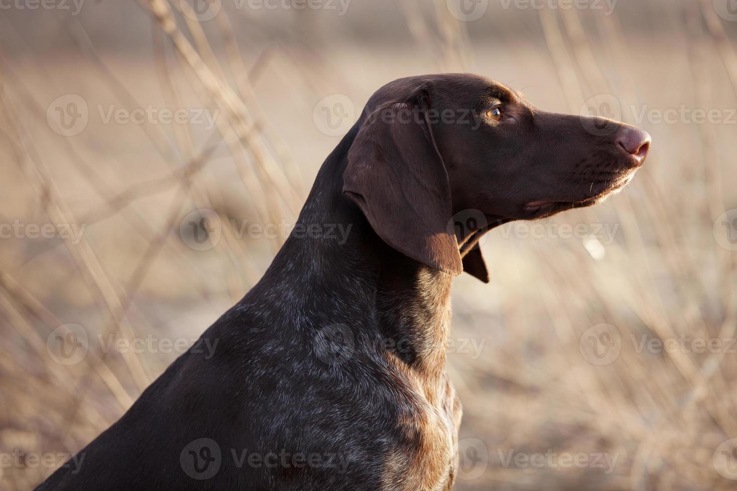 perro de caza se sienta y mira a lo lejos foto