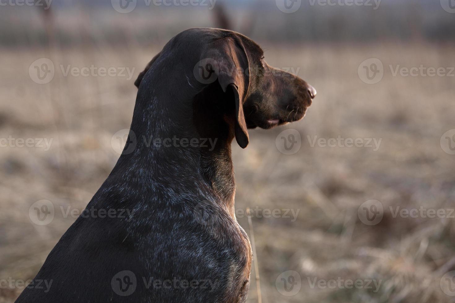 Perro de caza puntero mirando a lo lejos foto