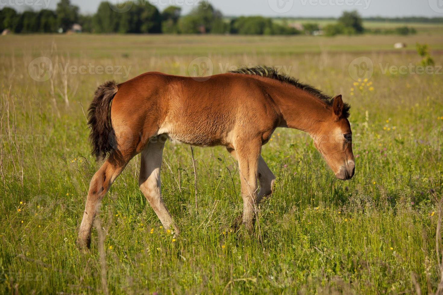 Foal walks across the field and eat grass photo