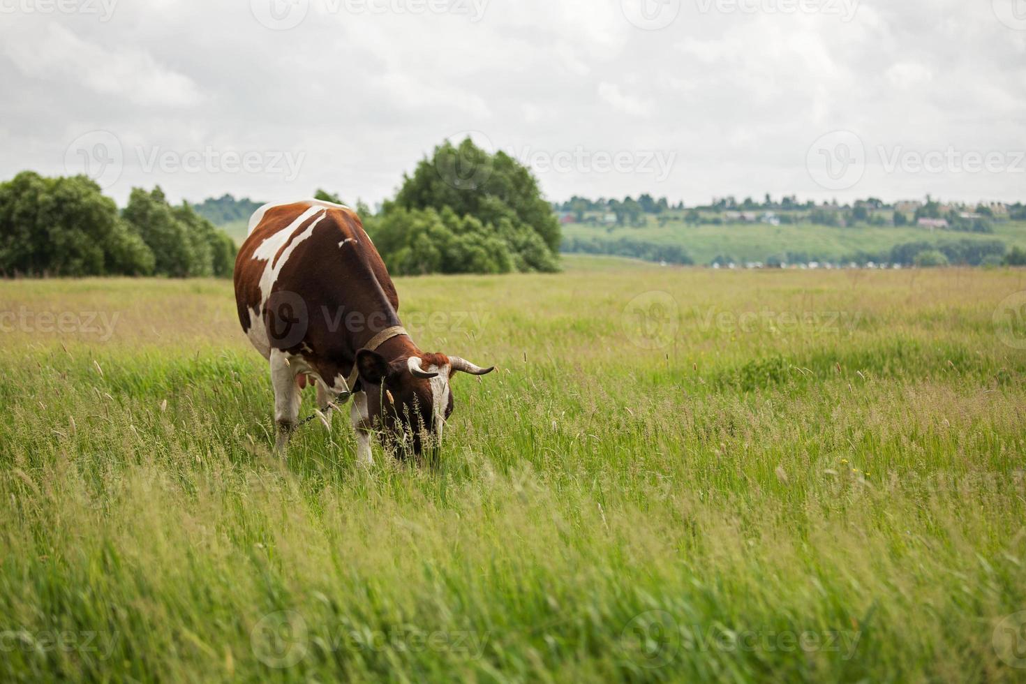 Landscape with cows grazing on a meadow photo