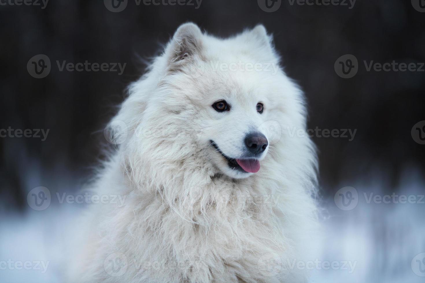 Shaggy dog sitting on the snow photo