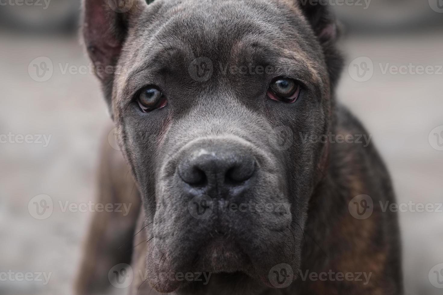 Dog Cane Corso looks directly into the camera photo