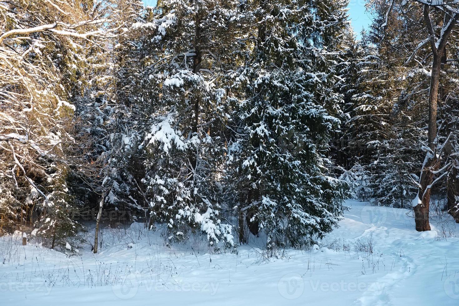 Trees covered with snow photo