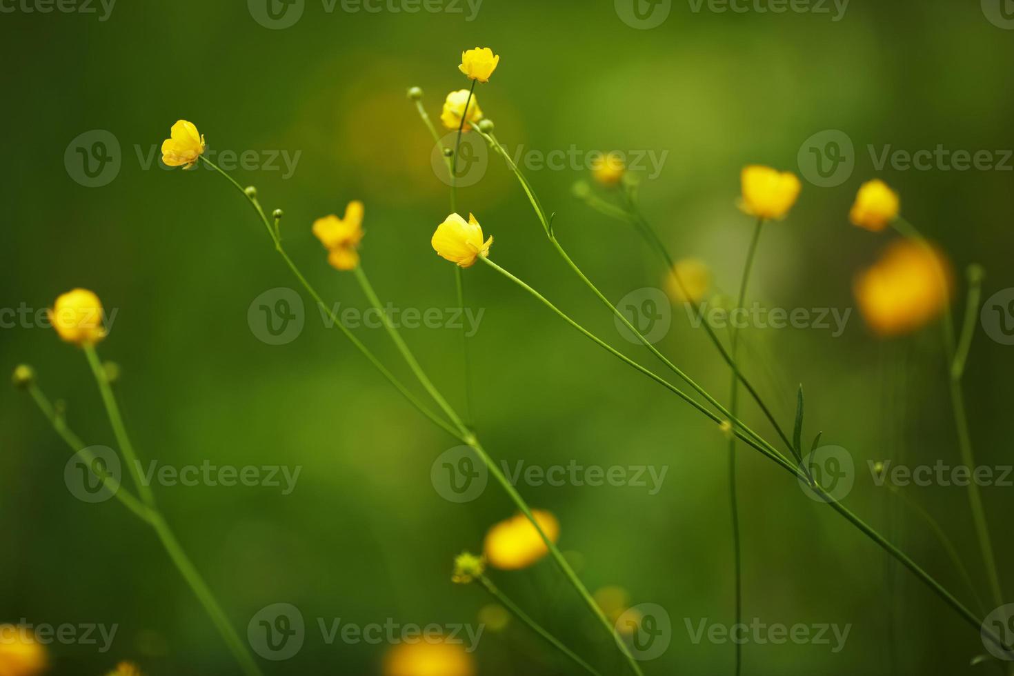 pequeñas flores silvestres amarillas foto
