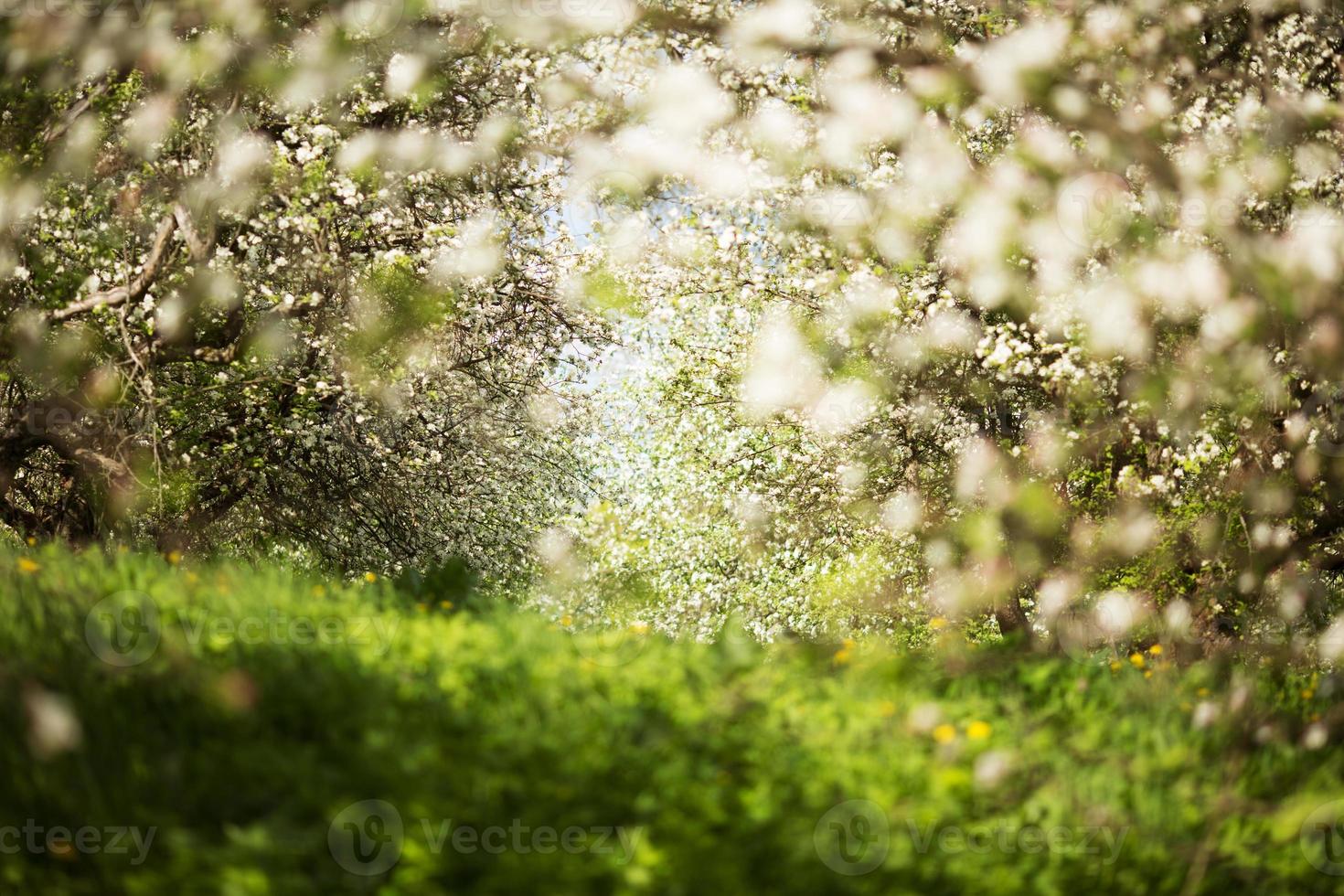 Manzanos en flor en un huerto de primavera foto