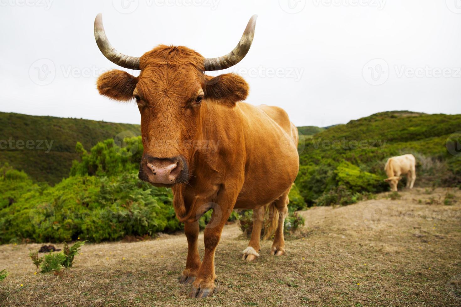 Red cow with big horns curves photo