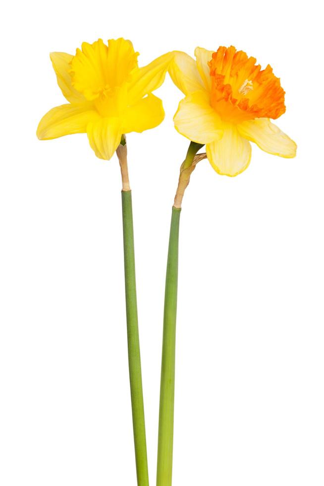 Two yellow narcissus photo