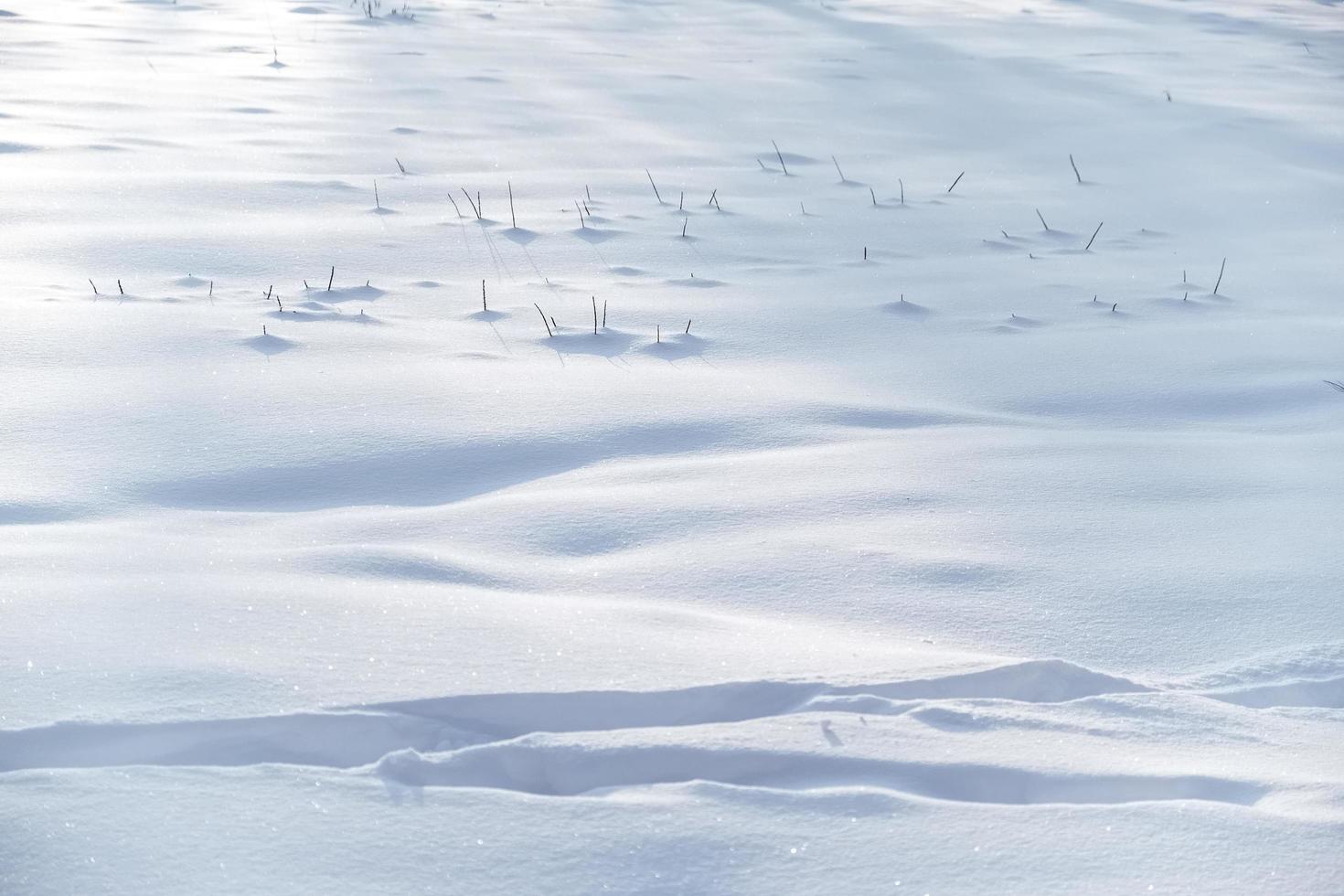 hierba que sobresale de la nieve foto