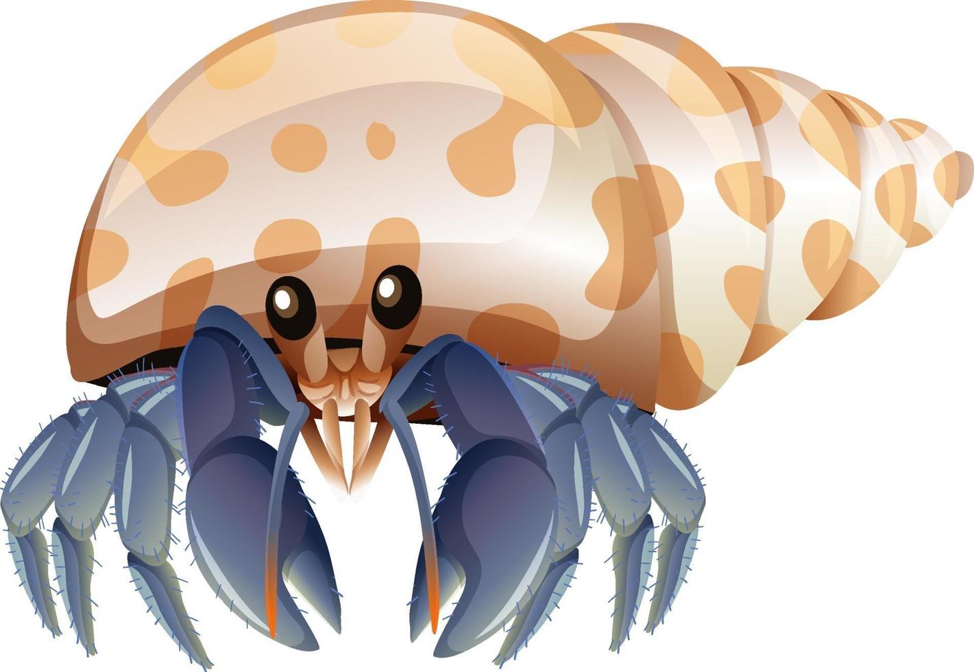 Hermit Crab in cartoon style on white background vector