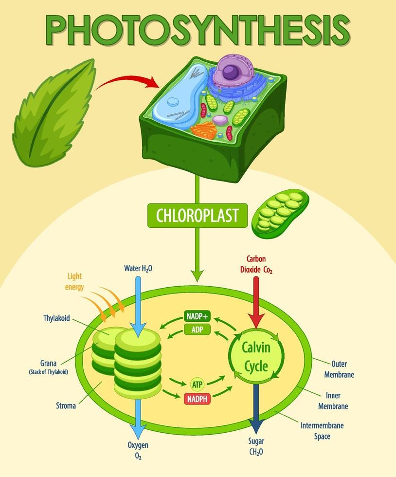 Diagram showing process of photosynthesis in plant vector