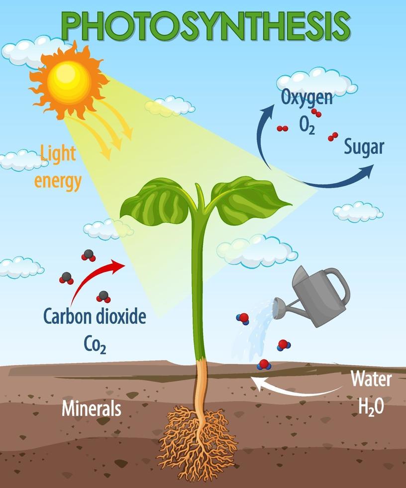 Diagram showing process of photosynthesis in plant 3426904 Vector Art at  Vecteezy